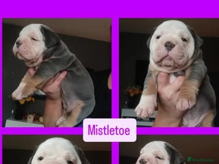 Olde English Bulldogge dogs - Advert 1