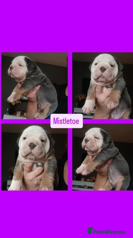 Olde English Bulldogge dogs - Advert 1