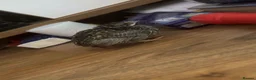 Mixed Breed birds for sale: Male young button quail in Dartford - Advert 5