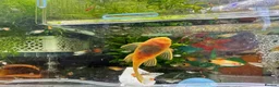 Plecos fish for sale: Golden Bristlenose Pleco L144 Lemon blue/black eye - Advert 8