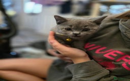 British Shorthair cats for sale: BSH kittens ready now vet checked - Image 1
