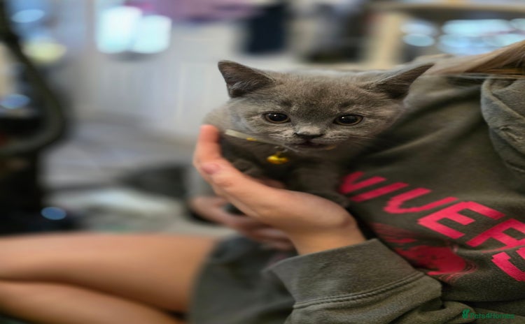 British Shorthair cats - Advert 11