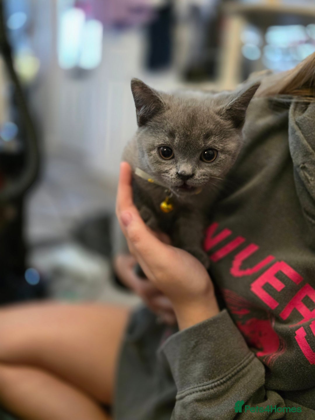 British Shorthair cats for sale: BSH kittens ready now vet checked - Image 1