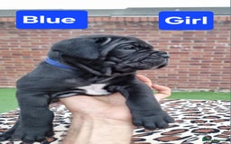 Cane Corso dogs for sale: Pedigree Cane Corso Puppies  - Image 7