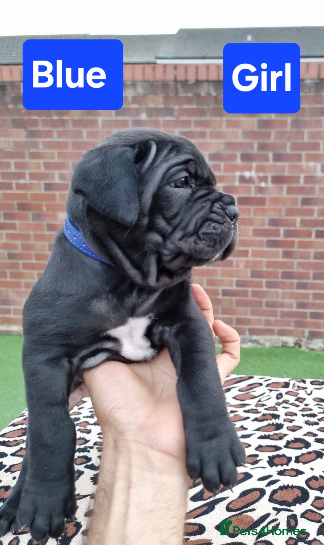 Cane Corso dogs for sale: Pedigree Cane Corso Puppies  - Image 7