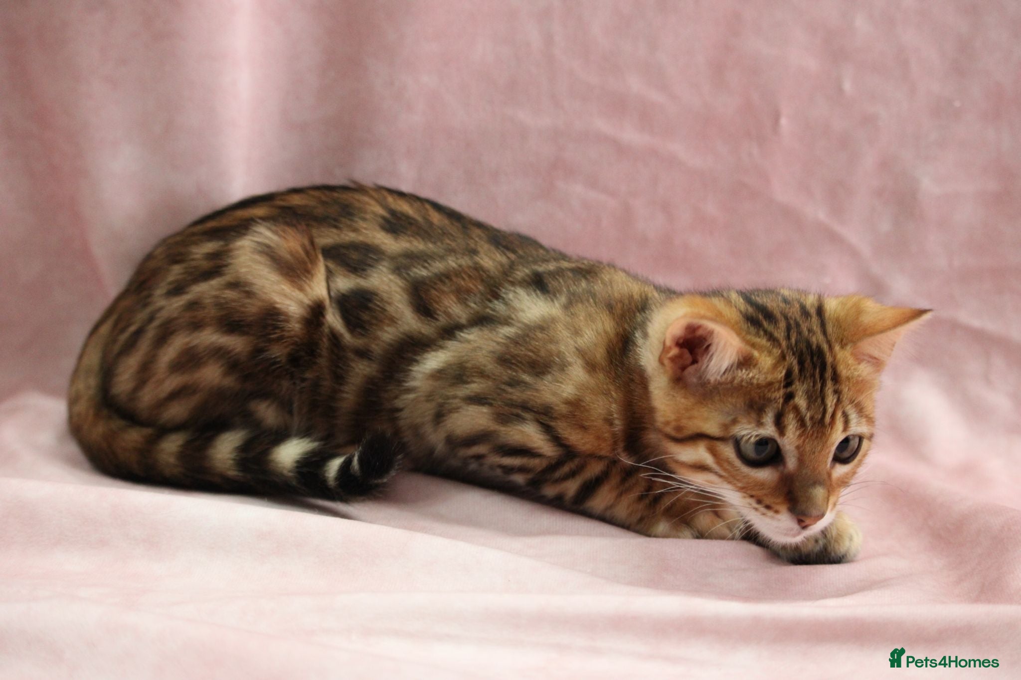 Bengal cats 🔥Beautiful Bengal girl available🔥 - Advert 2