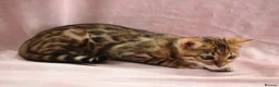 Bengal cats for sale: 🔥Beautiful Bengal girl available🔥 - Advert 2