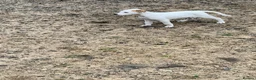 Lurcher dogs for sale: Lurcher pups forsale  in Brecon - Advert 7
