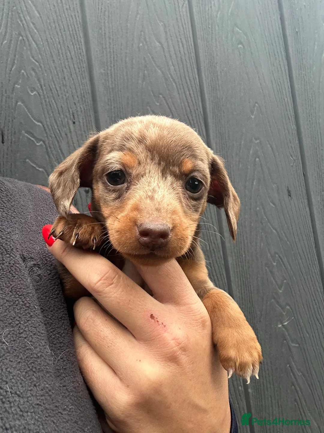 Miniature Dachshund dogs for sale: Dapple Miniature Dachshund puppies - Advert 16
