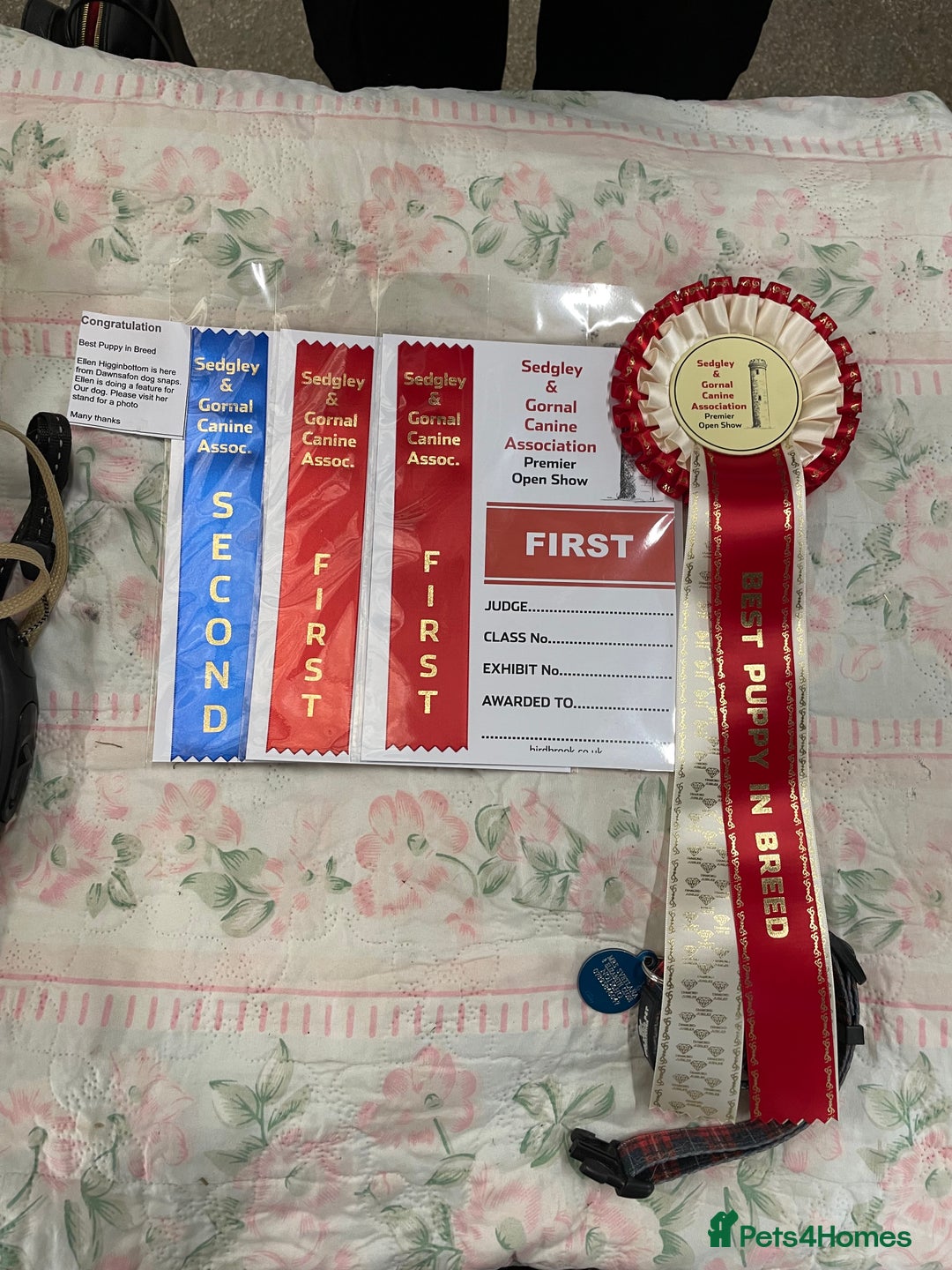 Japanese Shiba Inu dogs for stud: Champion bloodline health tested Shiba Inu (stud) - Advert 6