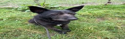 Mixed Breed dogs for adoption: Pascal is looking for a foster to adopt home  - Advert 4