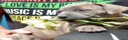 Mixed Breed dogs for sale: Cane Corso / Bullmastiff Puppies ready to  go. - Advert 7