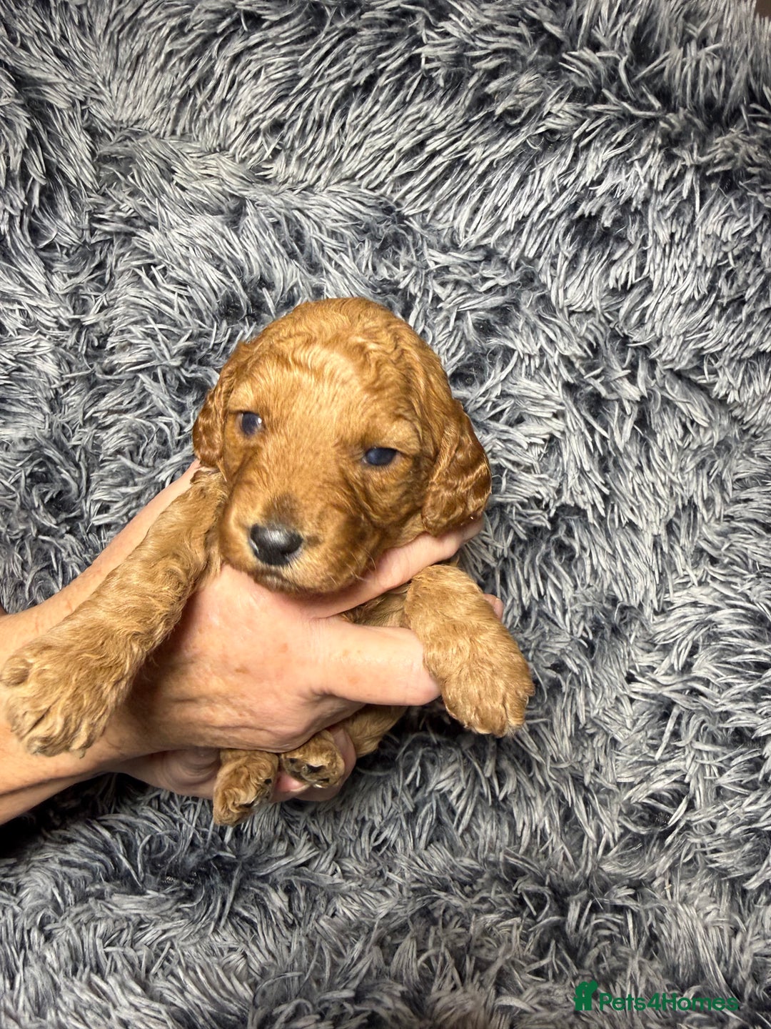 Labradoodle dogs for sale: Exceptional F1BB Labradoodle Puppies - Home Raised - Advert 11