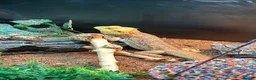 Bearded Dragon reptiles for sale: Bearded Dragon with 6ft Viv - Advert 4