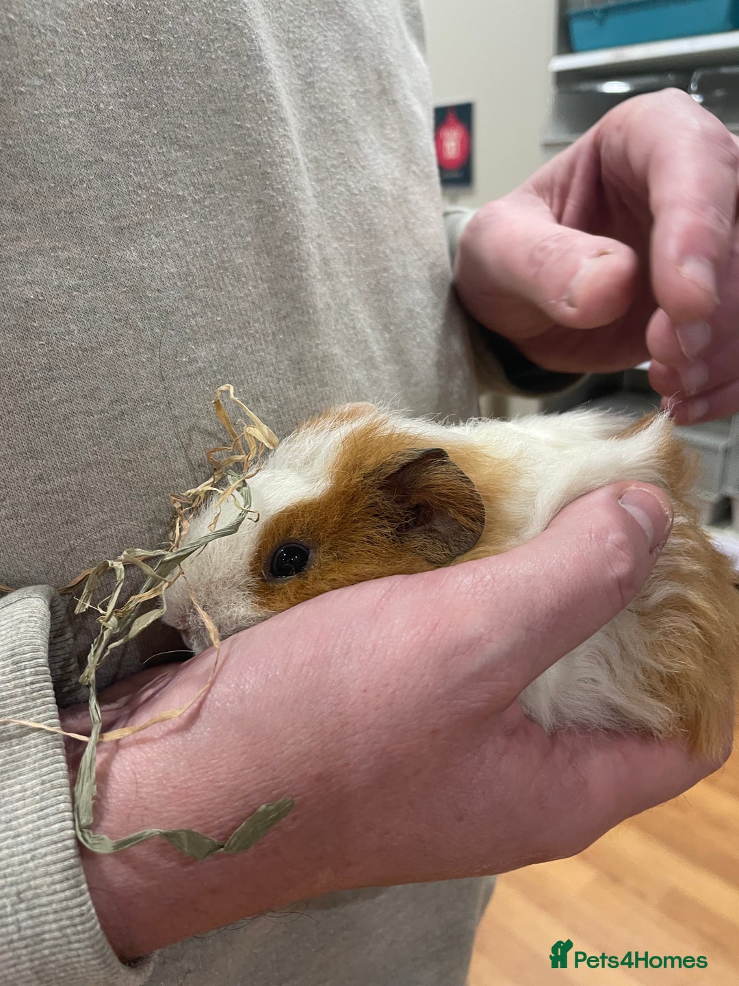 Guinea Pig rodents for sale: Three bonded sows for sale - Advert 4
