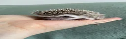 Pygmy Hedgehog rodents for sale: Ready now - Female Pygmy Hedgehog - Advert 23