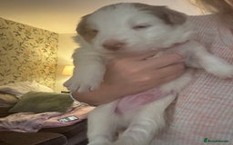 Border Collie dogs for sale: Only one girl left. - Image 21