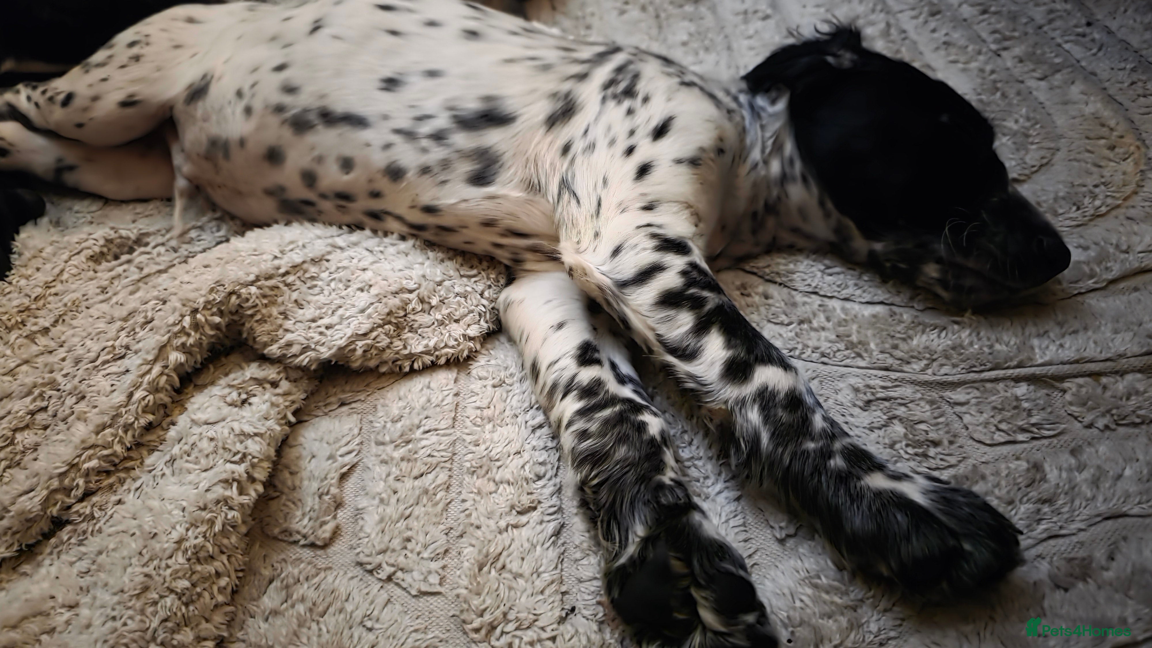 Cocker Spaniel dogs Rare colour puppies 🐶 cocker spaniel puppies  - Advert 7