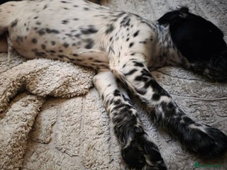 Cocker Spaniel dogs Rare colour puppies 🐶 cocker spaniel puppies - Advert 14