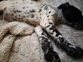 Cocker Spaniel dogs Rare colour puppies 🐶 cocker spaniel puppies - Advert 5