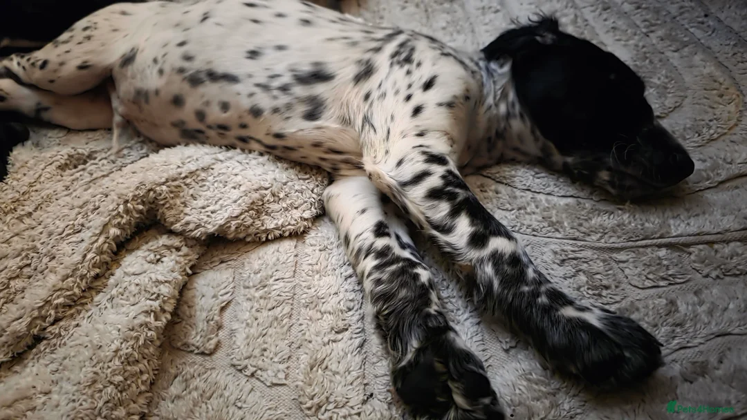 Cocker Spaniel dogs for sale: Rare colour puppies 🐶 cocker spaniel puppies  - Advert 1