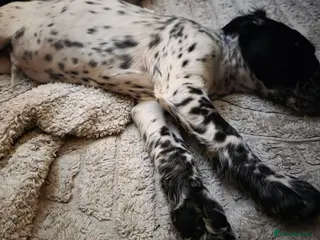 Cocker Spaniel dogs Rare colour puppies 🐶 cocker spaniel puppies - Advert 3