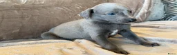 Whippet dogs for sale: ❤️ BEAUTIFUL BLUE WHIPPETS KC REGISTERED❤️ - Advert 26