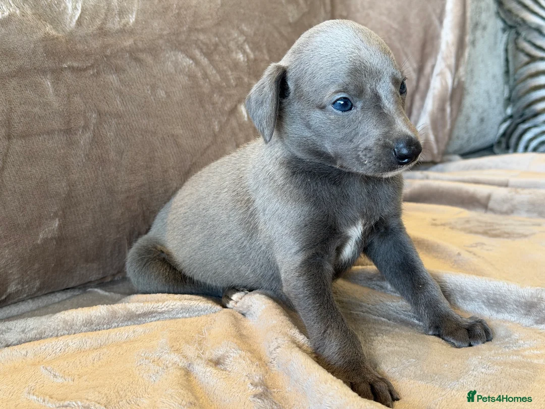 Whippet dogs for sale: ❤️ BEAUTIFUL BLUE WHIPPETS KC REGISTERED❤️ - Advert 26