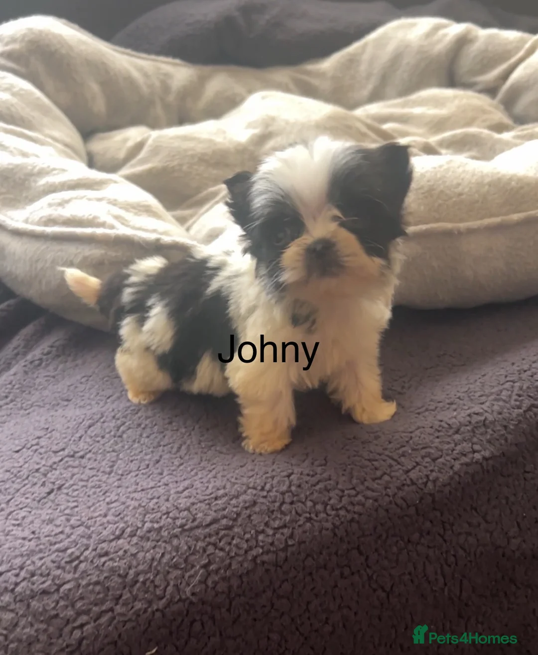 Biewer Terrier dogs for sale: Beautiful Biewer terrier puppies for sale  - Advert 25