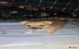 Pomchi dogs for sale: beautiful 5week old pomchi girl puppy  - Image 5