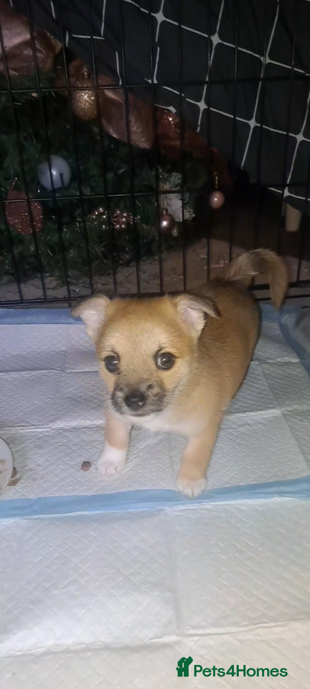Pomchi dogs for sale: beautiful 5week old pomchi girl puppy  - Image 5