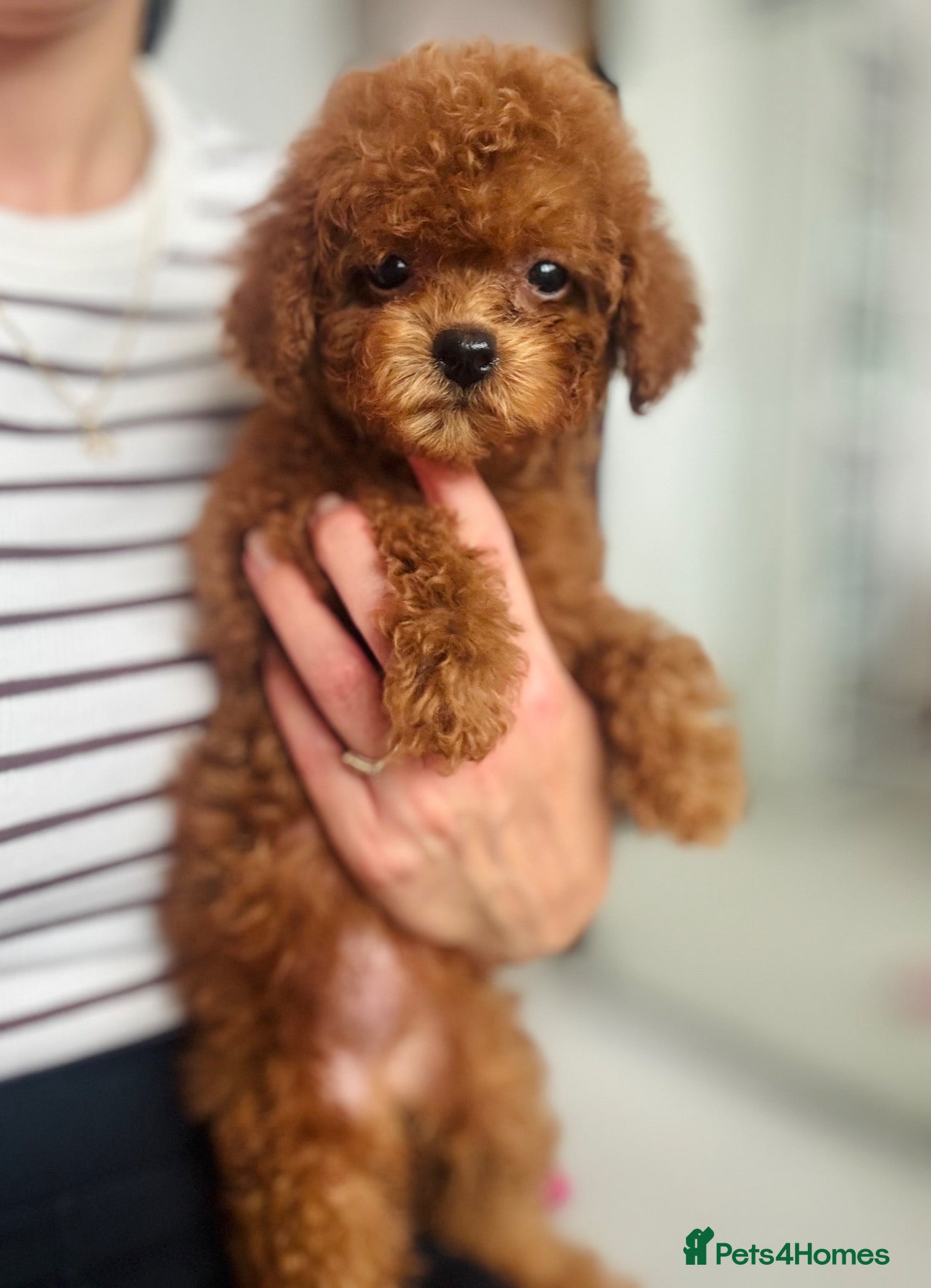 Toy Poodle dogs 🧸Asian Poodles DNA Tested🧬  - Advert 2