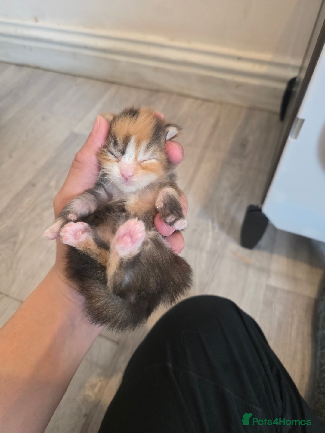Maine Coon cats for sale:  TICA Blue eye Maine Coon Parents DNA tested - Advert 4