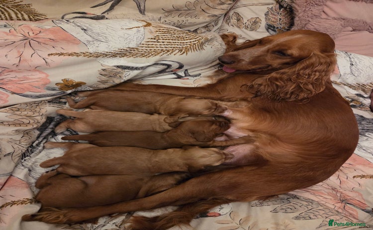 Cocker Spaniel dogs - Advert 3