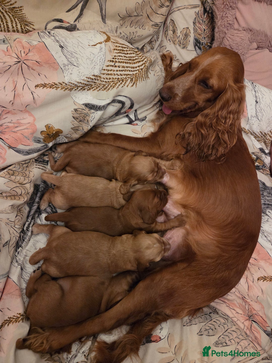 Cocker Spaniel dogs for sale: Beautiful and sweet puppy😊 - Image 1