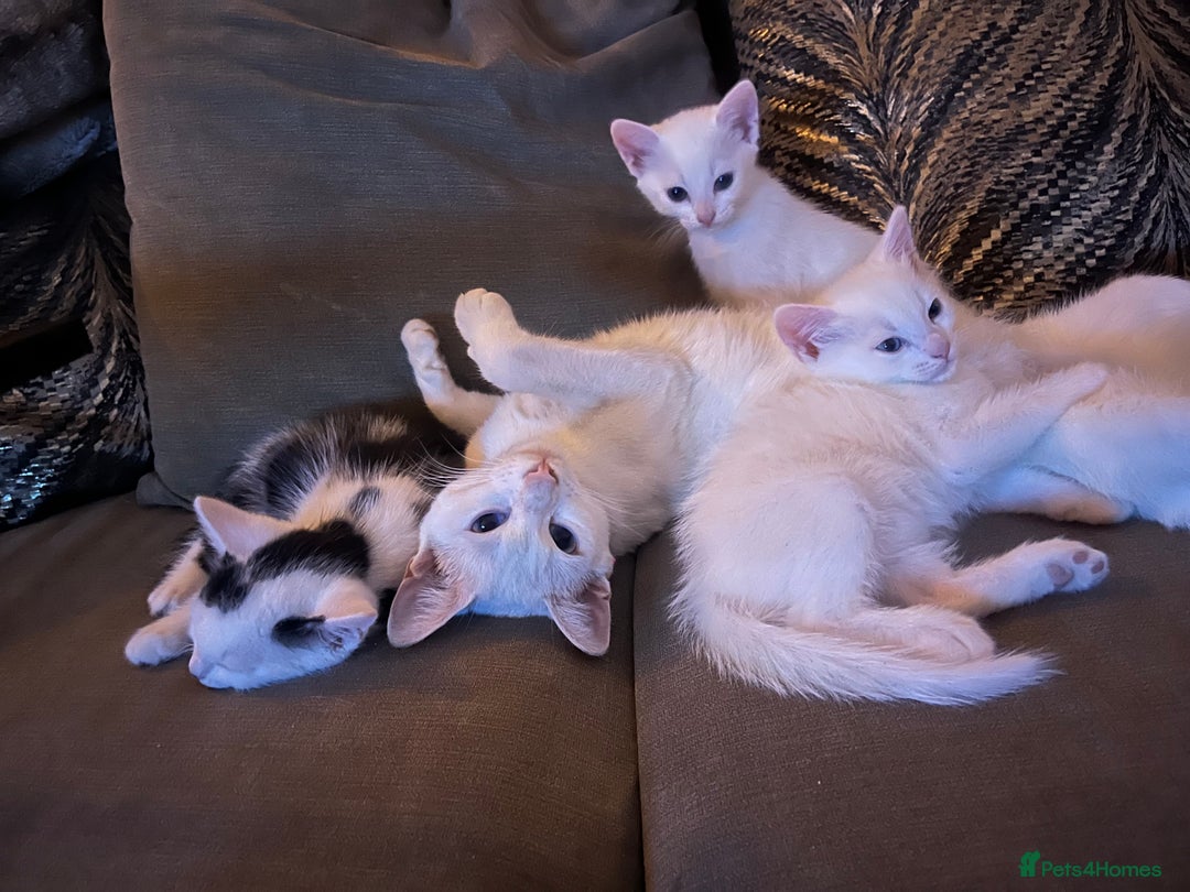 Mixed Breed cats for sale: 3 kittens ready for loving home - Image 8