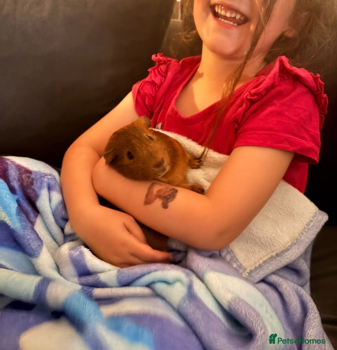 Guinea Pig rodents Cheese and Pickle - Advert 1