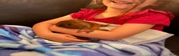Guinea Pig rodents for sale: Cheese and Pickle in Worcester - Advert 1