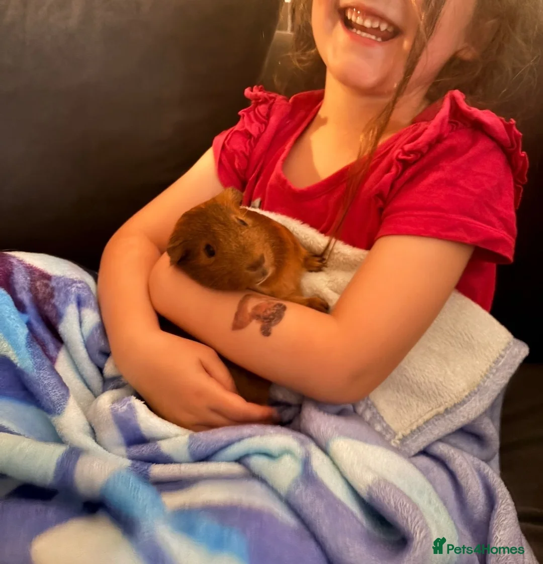 Guinea Pig rodents for sale: Cheese and Pickle in Worcester - Advert 1