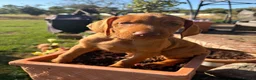 Hungarian Vizsla dogs for sale: Ready this weekend Beautiful litter.  - Advert 7