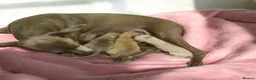 Italian Greyhound dogs for sale: KC REGISTERED ITALIAN GREYHOUND PUPPIES  in Oldham - Advert 1