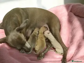 Italian Greyhound dogs KC REGISTERED ITALIAN GREYHOUND PUPPIES - Advert 1