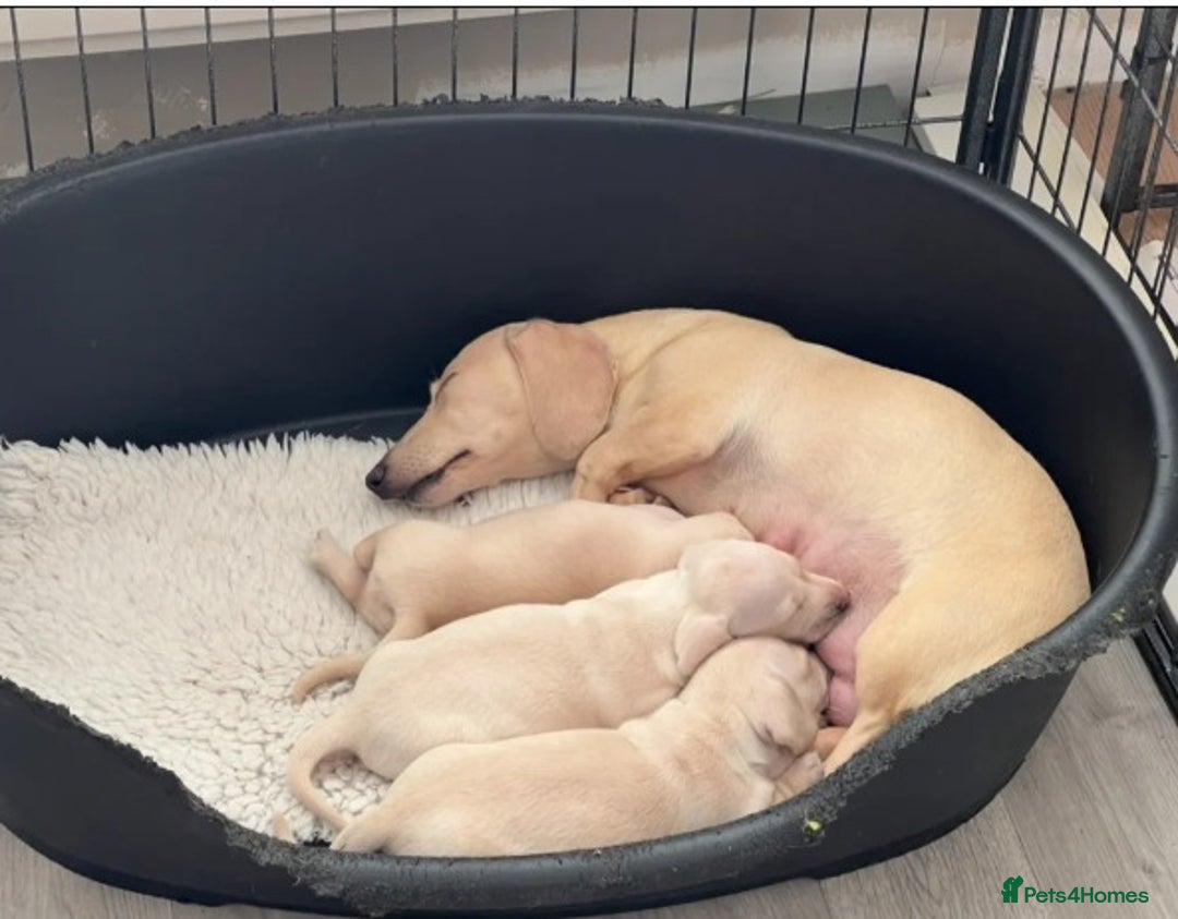 Miniature Dachshund dogs for sale: Adorable Home-Reared Miniature Dachshund Puppies ! - Advert 4
