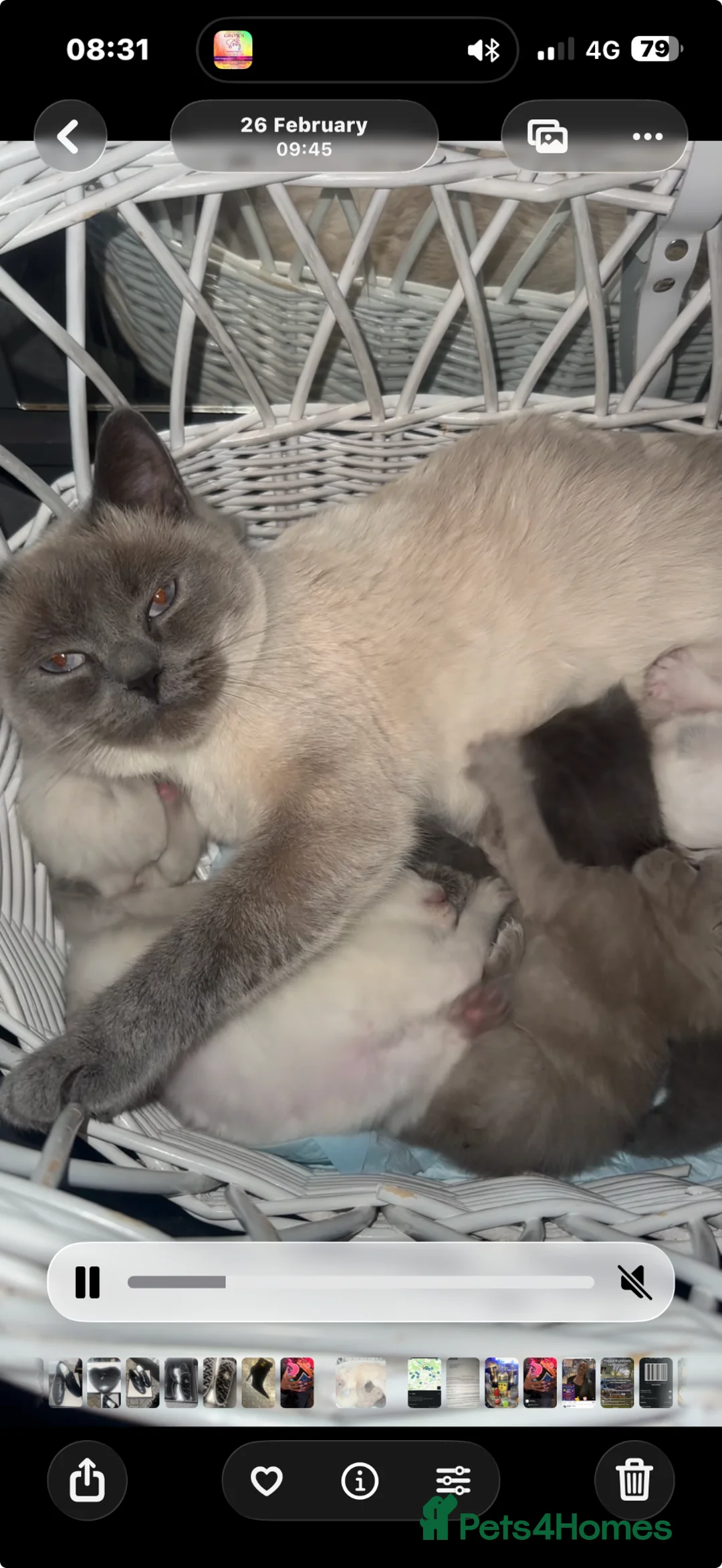 British Shorthair cats for sale: British short hair and Ragdoll Kittens  - Advert 6