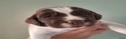 English Springer Spaniel dogs for sale: English Springer Spaniel Puppies in Nottingham - Advert 11