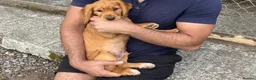 Cocker Spaniel dogs for sale: KC registered golden working cocker spaniel boys - Advert 1