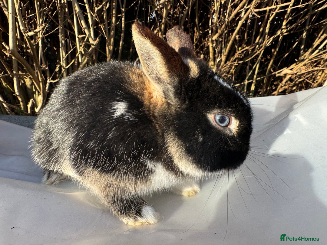 Netherland Dwarf rabbits for sale: Pair of young Netherland Dwarfs doe & buck - Advert 8