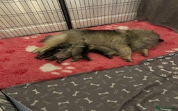 Keeshond dogs for sale: Keeshonds Two Beautiful Males  - Image 2