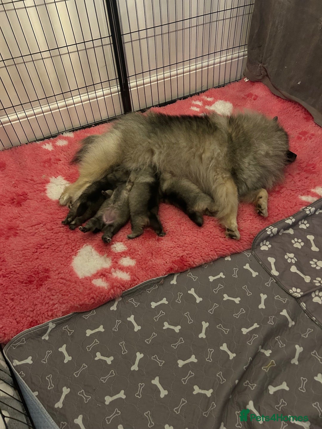 Keeshond dogs for sale: Keeshonds Two Beautiful Males  - Image 2