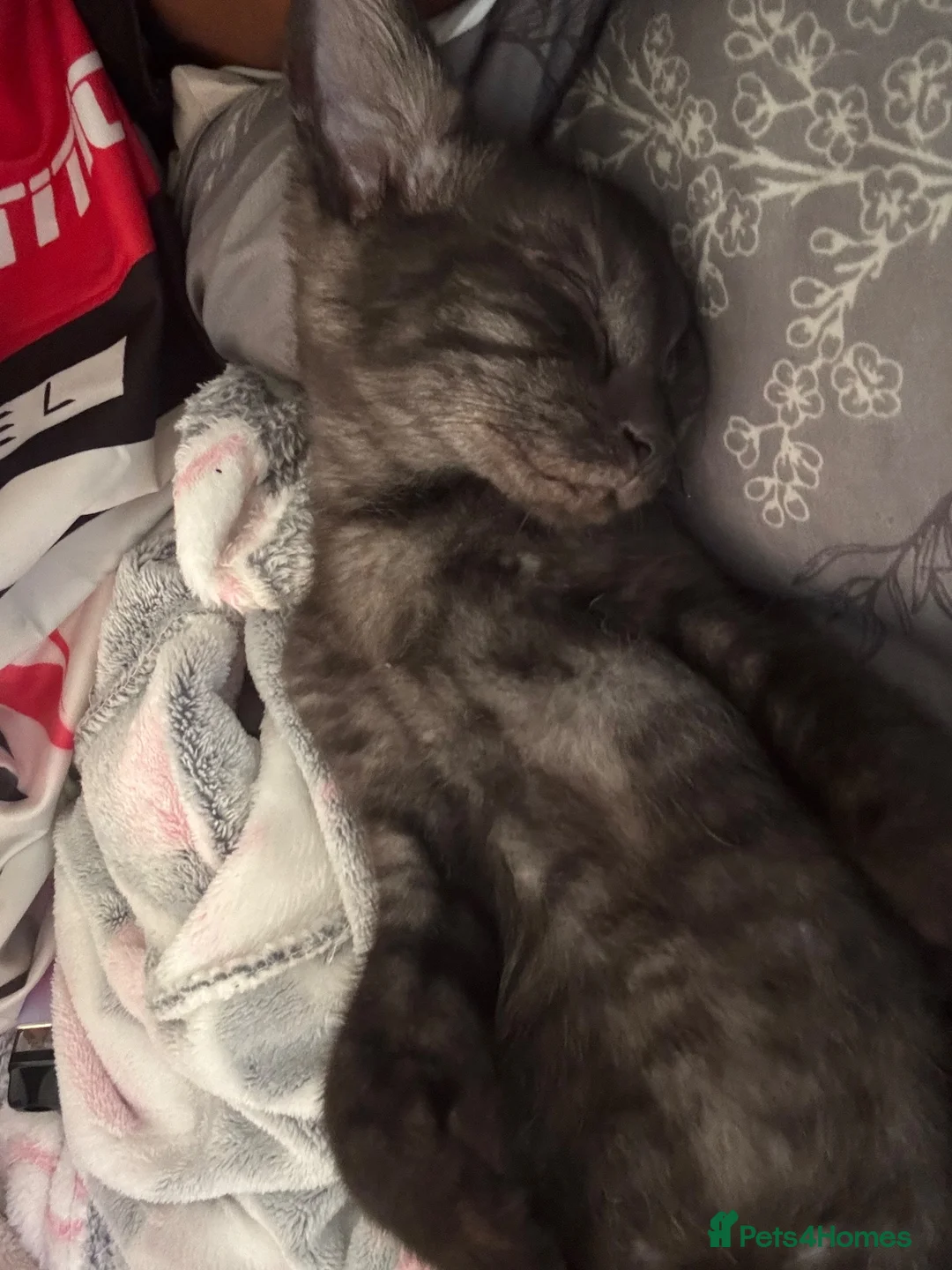 Mixed Breed cats for sale: Male cat  in Brighton - Advert 2